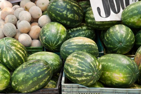 西瓜的品种,西瓜长在哪里