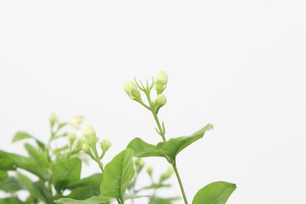 茉莉花长什么样子，茉莉花代表什么