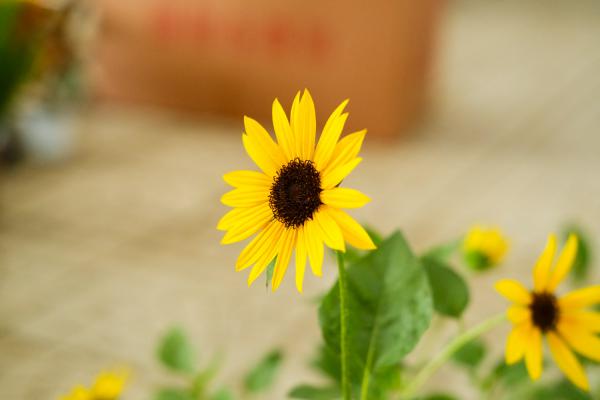 向日葵什么时候开花,向日葵图片