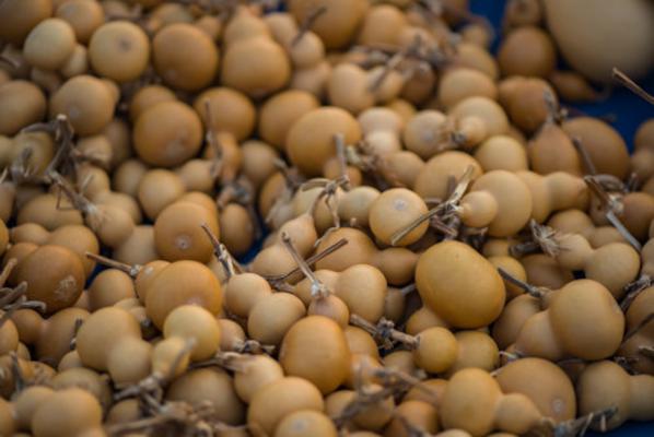 青葫芦怎么变黄,葫芦是怎么变黄的