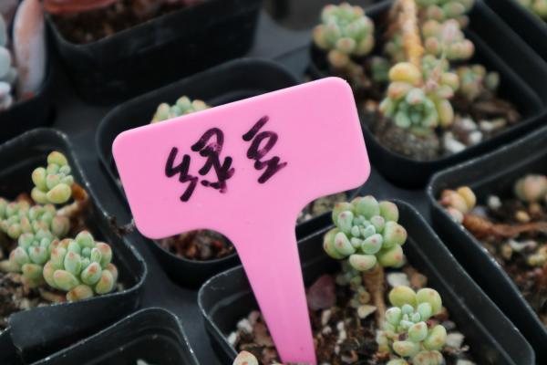 绿豆水培小盆栽养法