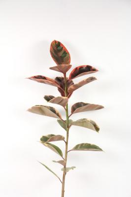 橡皮树黄叶的原因和处理办法