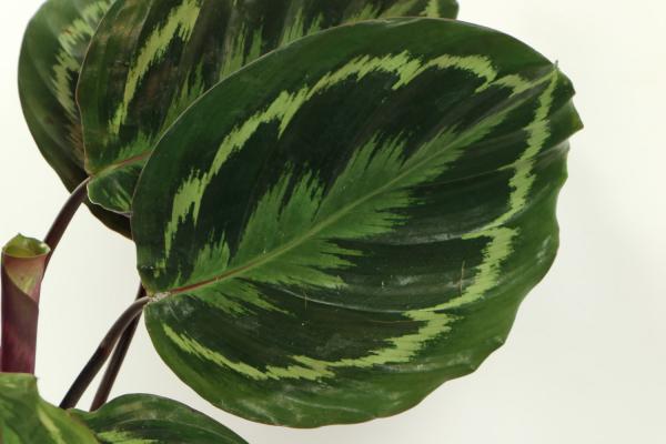 竹芋黄叶的原因和处理办法