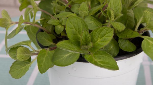 猫薄荷和薄荷的区别