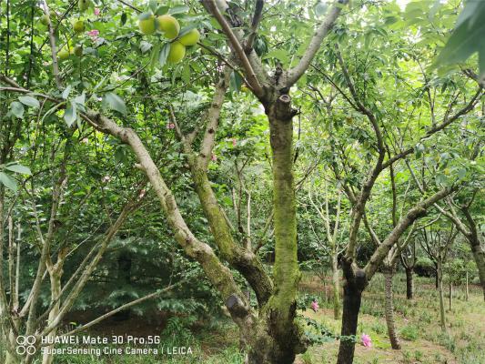 阳台如何养桃树，需要注意什么