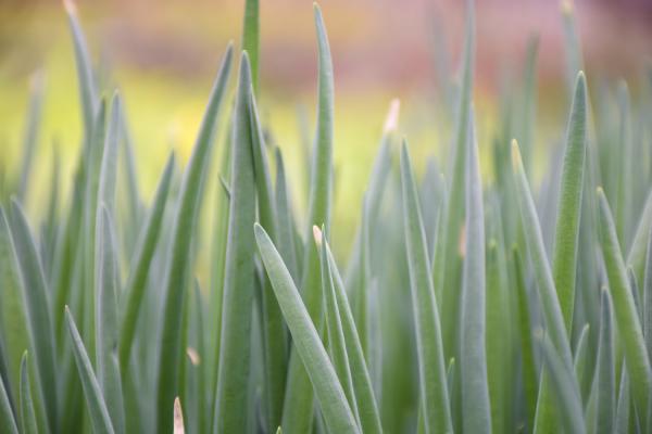 小葱的养殖方法和注意事项