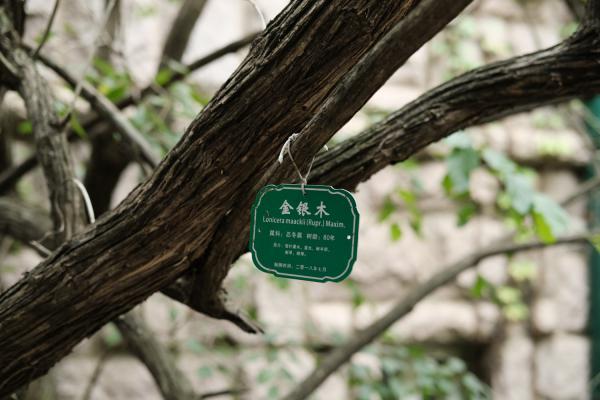 金银木的养殖方法和注意事项