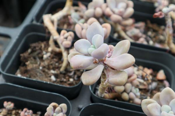 艾伦的养殖方法和注意事项