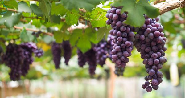 几个葡萄品种果叶图文描述