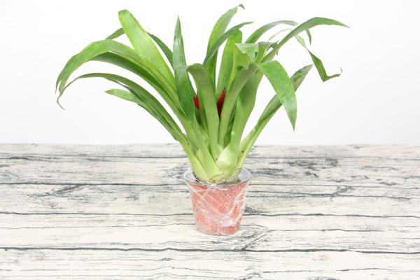 鸿运当头喜欢阳光吗