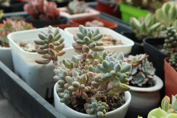 多肉喜欢什么土壤