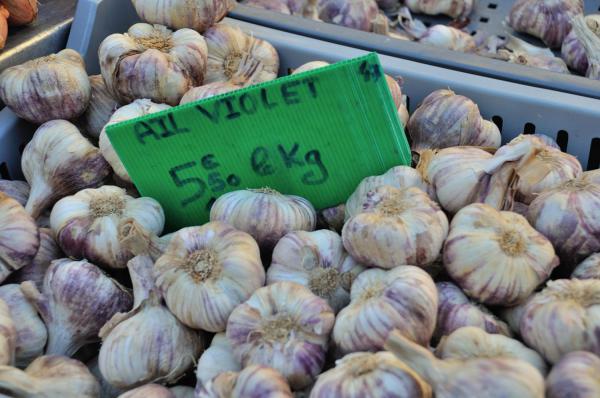 蒜苗的成长过程日记