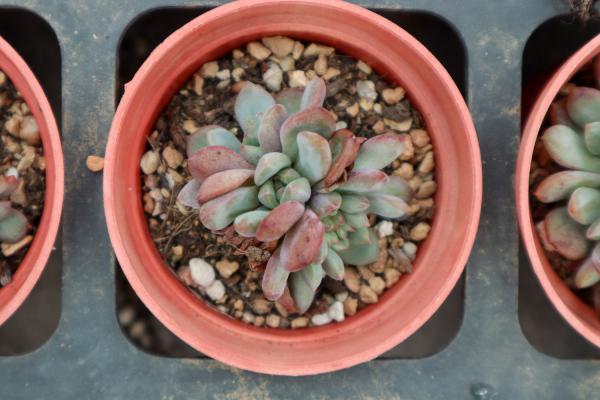 多肉掰叶子最佳时机