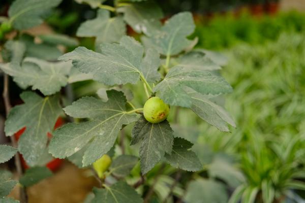 无花果能种在院子里吗