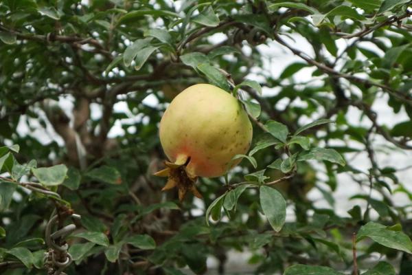 石榴花什么时候开