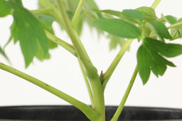 牡丹花图片(形态特征和养护方法简介)