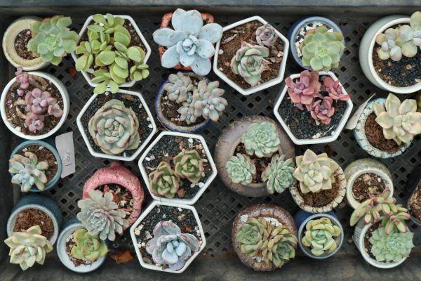 多肉拼盘挤满了咋办