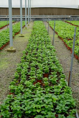 绣球花可以放客厅吗,通过空气有毒吗