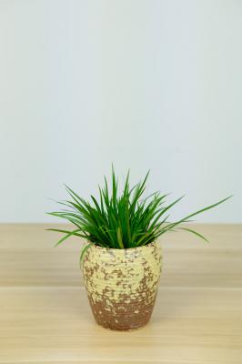 菖蒲盆景怎么养