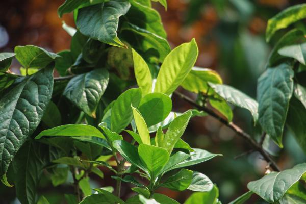 栀子花什么时候长花苞