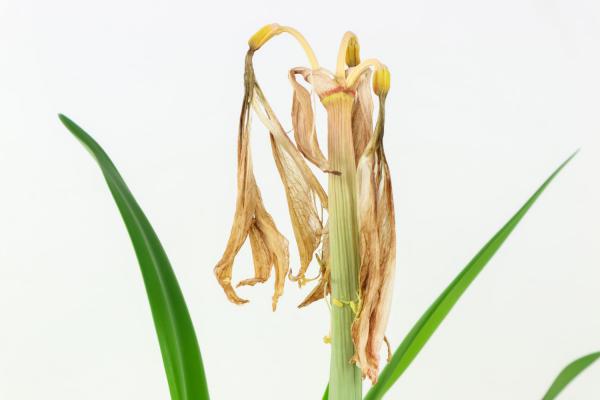 朱顶红如何配土