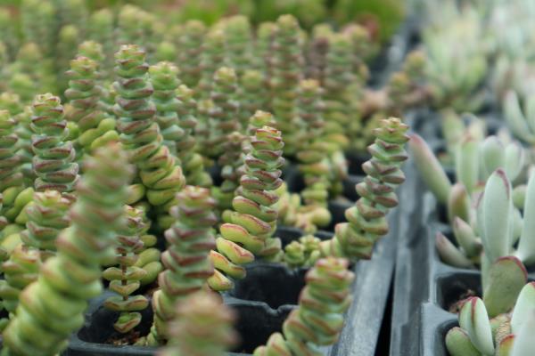 钱串怎么养才能肥厚一些