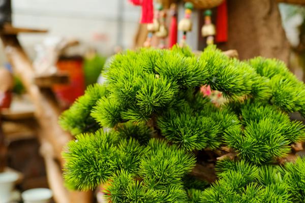 适合乔迁的盆景