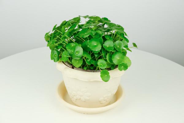 铜钱草的土栽方法