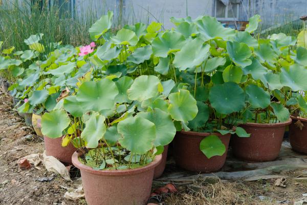 荷花种苗是什么,荷花种植对土壤的要求