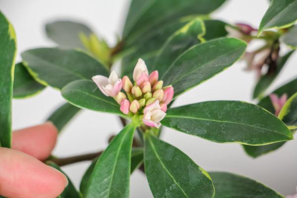 金边瑞香的养殖小窍门,一年开几次花