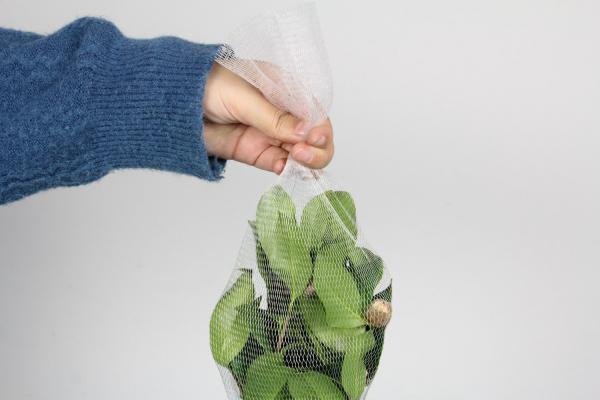 山茶花花期多长时间，怎么浇水施肥和管理