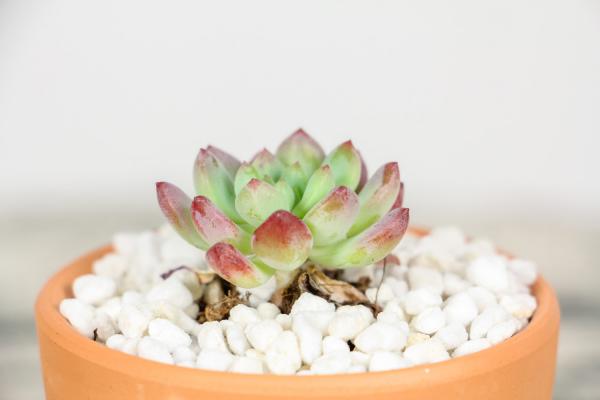 冬季哪些多肉怕冷,如何安全越冬