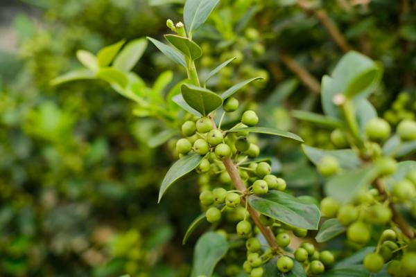 适合室内养的盆景有什么