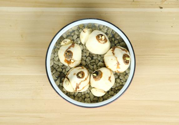 北方盆栽水仙不开花的原因