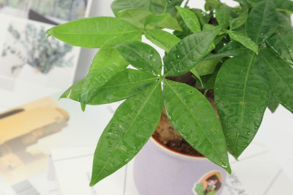 发财树杆软了怎么补救,树皮软了什么原因