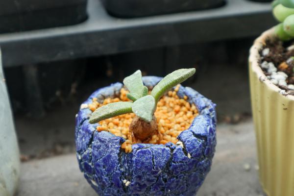 2019最流行的10种多肉,外星球来的,你绝对没见过...