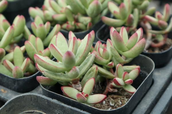 多肉十大美人,太阳一晒脸就红,胖成球的最好看!