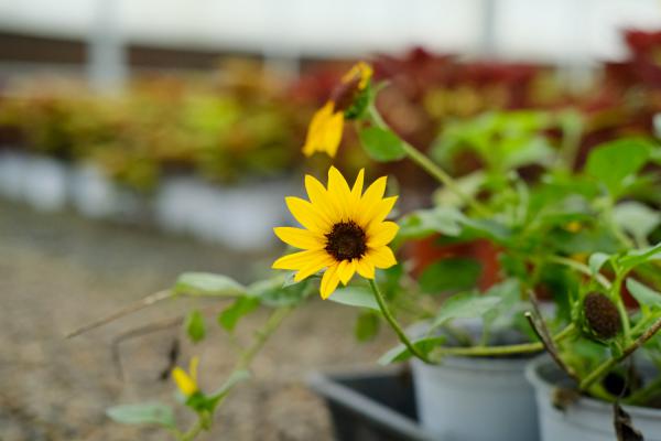 为什么向日葵会随着太阳转动,向着太阳开