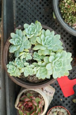 多肉长生草,石头缝里都能长,零下20度冻不坏!