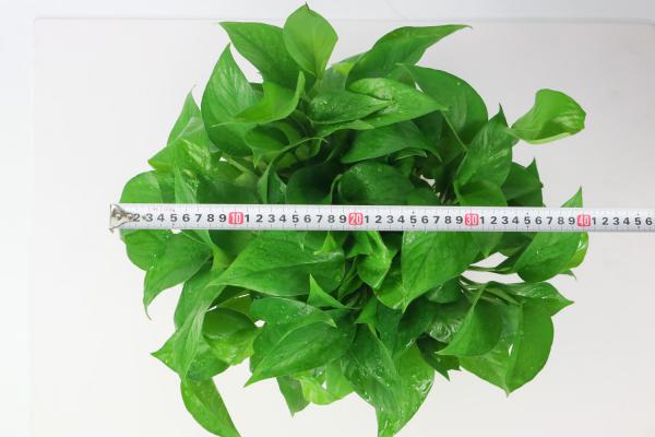 房间采光差，就养这10种耐阴花，比绿萝都好养！