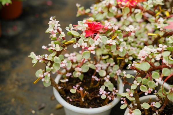 雅乐之舞是多肉植物吗,花语是什么