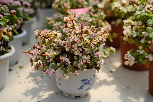 雅乐之舞休眠吗,休眠期怎么养