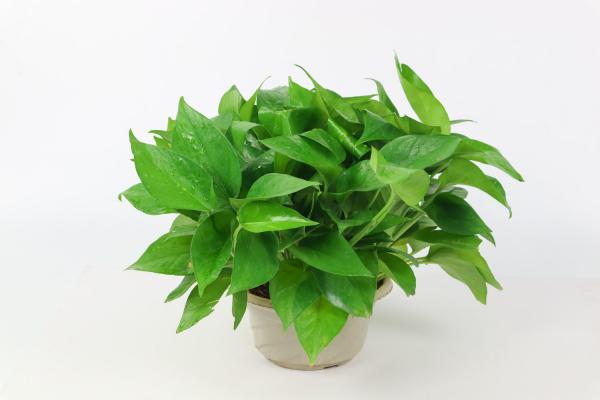 别养绿萝了,过年来盆香香花,满屋飘香精神好!