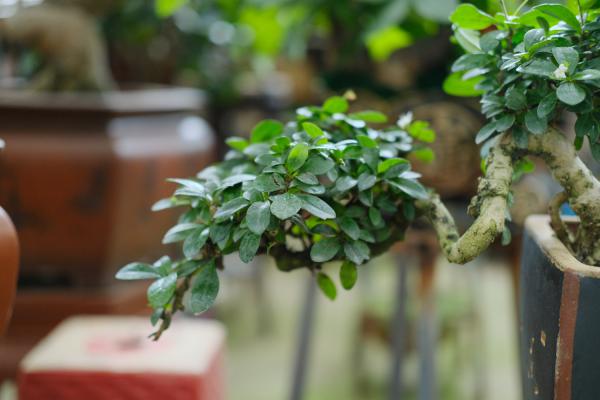 这花就是金罐子,大爷花26万买进门,几年后价值上亿!