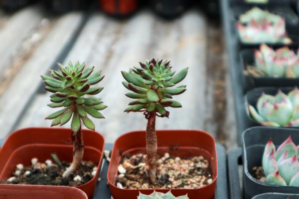 她把多肉种屋顶,1年垂下2层楼,邻居天天举报!