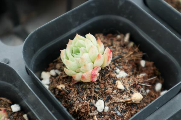 这种多肉就是聚宝盆,养1盆金钱滚滚来,新年发大财!