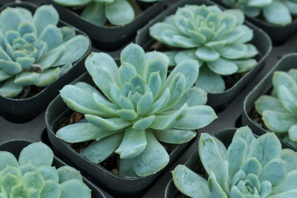 10种法师多肉,半年能长1米高,个个霸气侧漏!