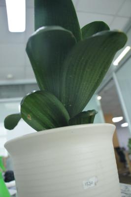 君子兰盆栽的养殖方法和注意事项