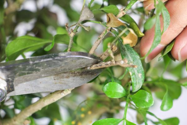 米兰的室内养殖方法和注意事项