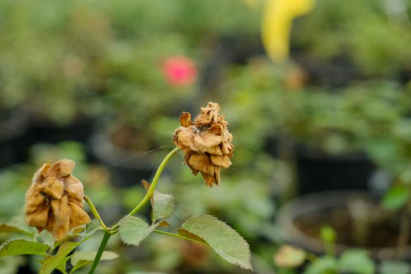 月季什么时候换土